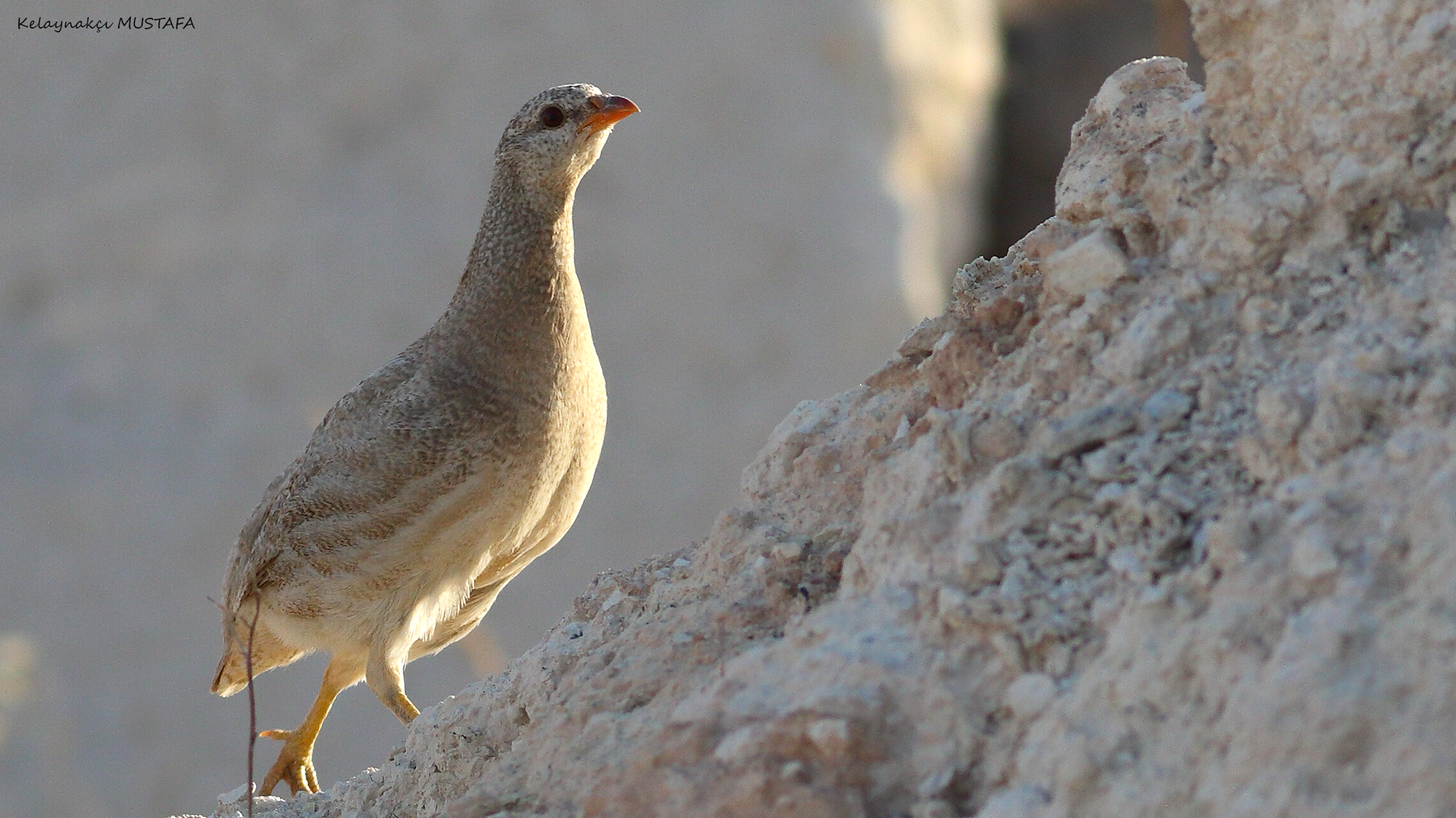 See-see Partridge — Ana fotoğraf